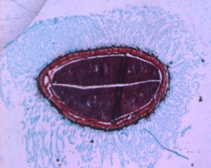 Corte histológico de la semilla hidratada; nótese el mucílago, en azul.